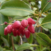 Les plantes toxiques