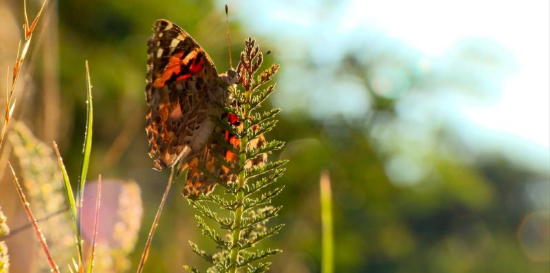 Intermèdes Nature / Papillon Belle Dame + Wetlands-5