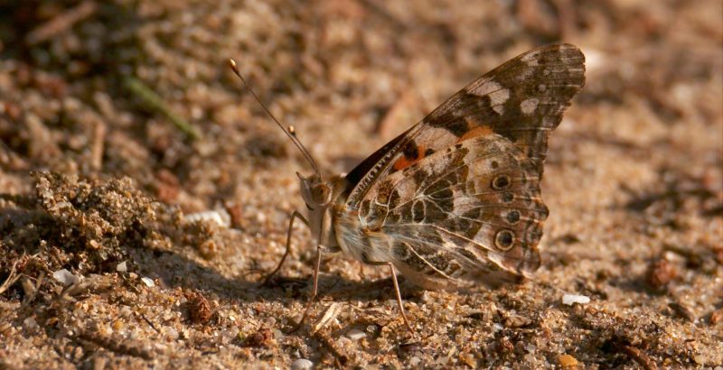 Intermèdes Nature / Papillon Belle Dame + Wetlands-4