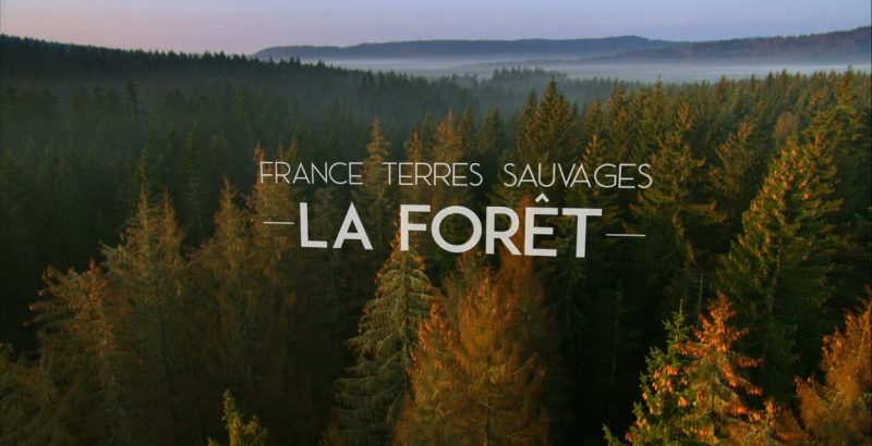 Intermèdes Nature / Le faucon d'Eléonore + France Terres Sauvages : la forêt-2