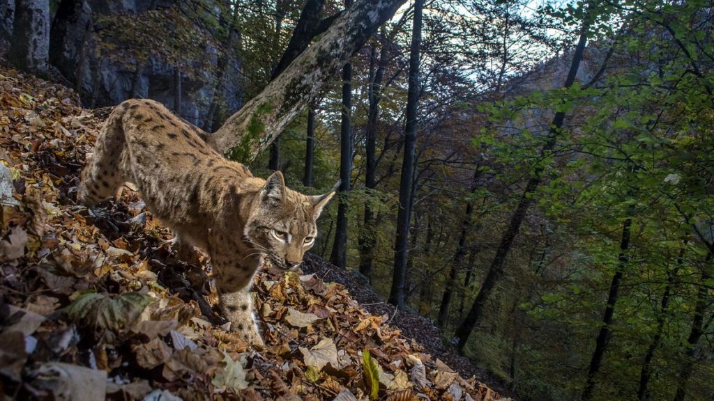 Intermèdes Nature / Le faucon d’Eléonore + France Terres Sauvages : la forêt