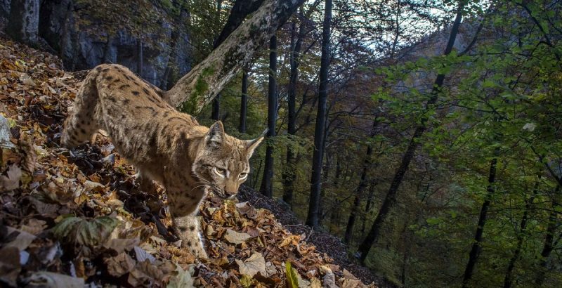 Intermèdes Nature / Le faucon d'Eléonore + France Terres Sauvages : la forêt-1