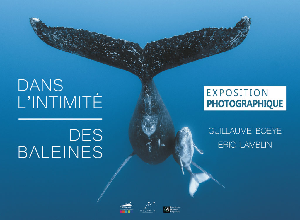Dans l’intimité des baleines