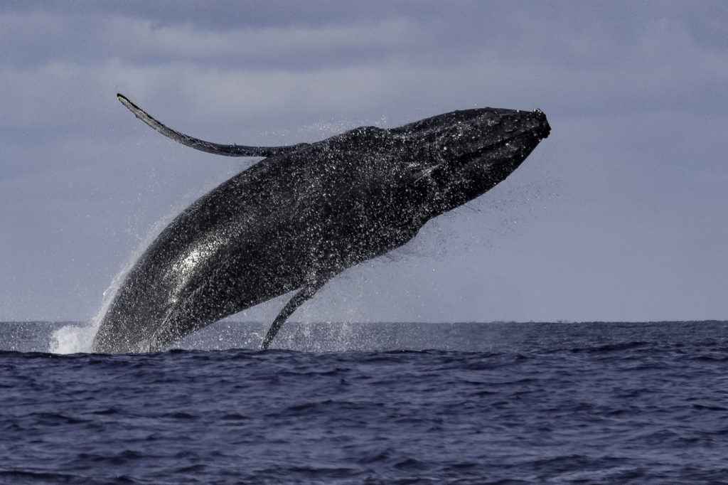 Baleines à bosse à La Réunion : un patrimoine naturel exceptionnel à protéger