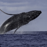 baleines-bosse-©Laurent-Debordes-07-08-2019-lespas