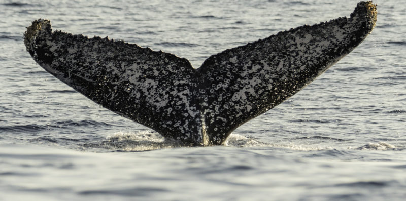 Baleines à bosse à La Réunion : un patrimoine naturel exceptionnel à protéger-2