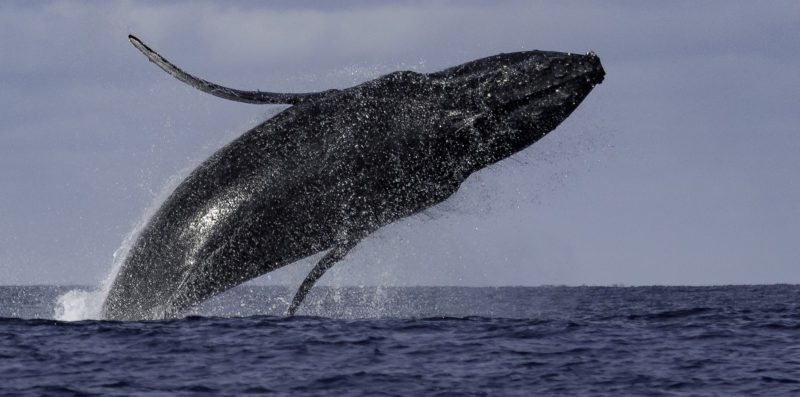 Baleines à bosse à La Réunion : un patrimoine naturel exceptionnel à protéger-1