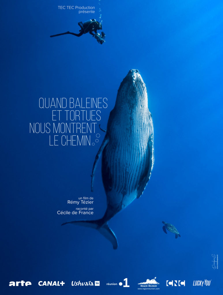 Quand baleines et tortues nous montrent le chemin