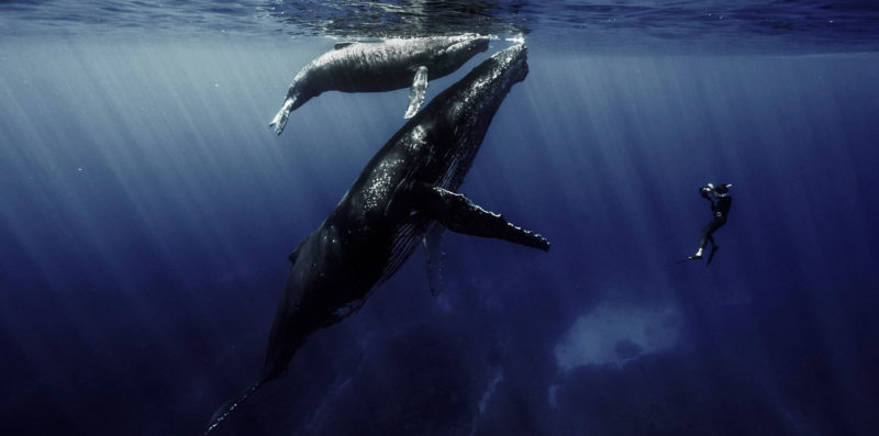 Quand baleines et tortues nous montrent le chemin-4