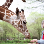 WomanWhoLovesGiraffes