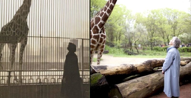 Intermèdes Nature - The Woman who Loves Giraffes-4