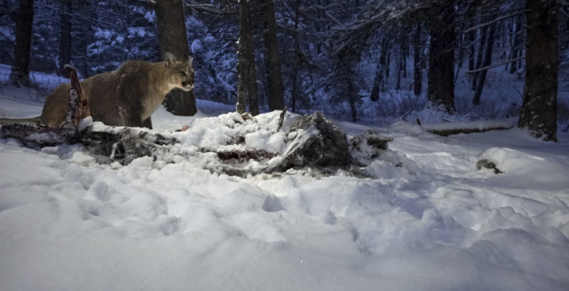 Tracking notes : the secret life of Mountain Lions-3