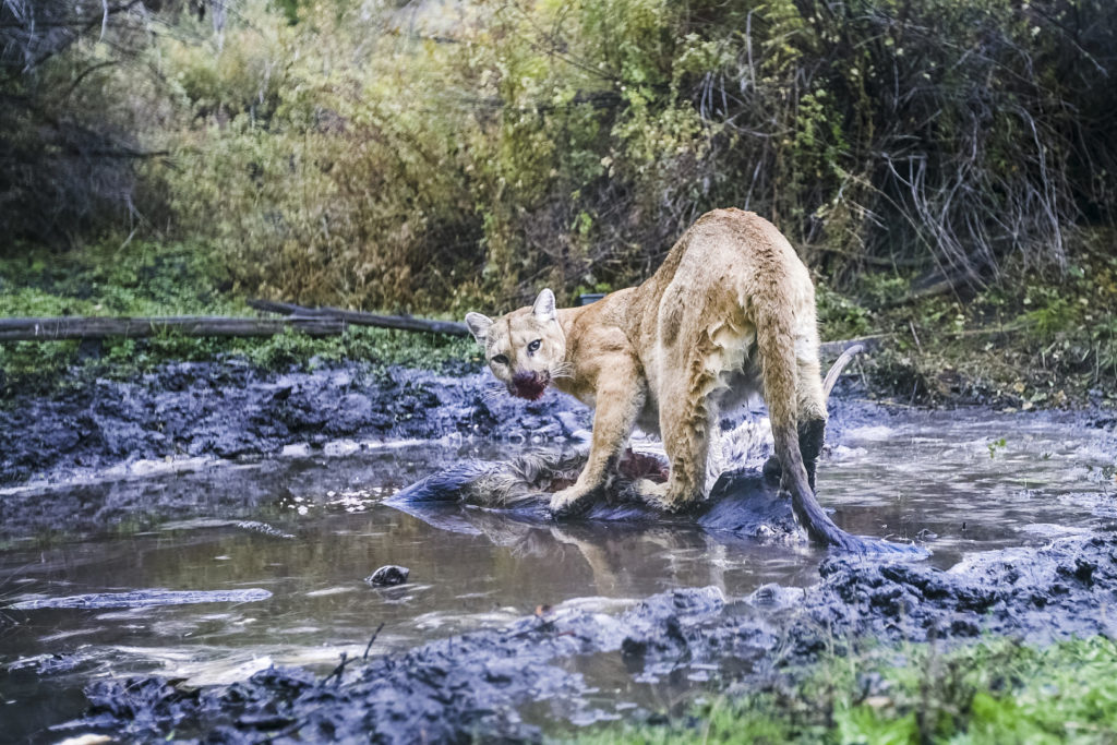 Tracking notes : the secret life of Mountain Lions