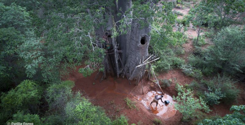 Chez les creuseurs de baobabs, voyage au pays de Za-3