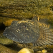 rivierdonderpad (Cottus perifretum)