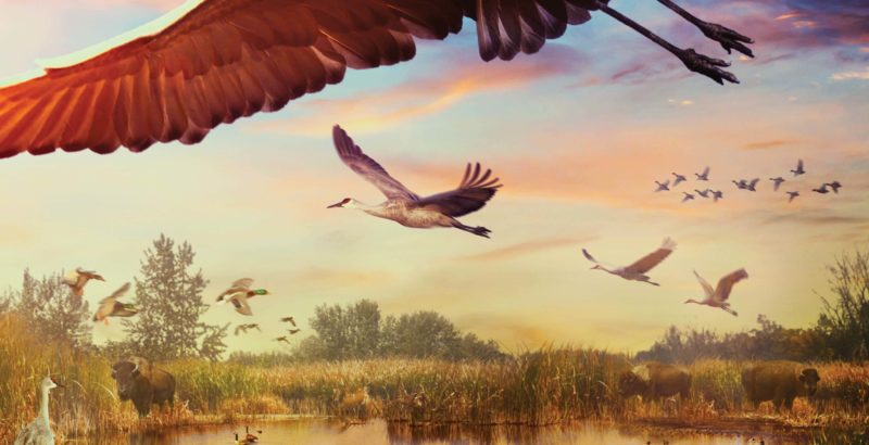 Intermèdes Nature #5 - Les oiseaux-3
