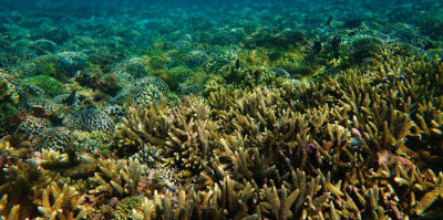 img-Les récifs coralliens sous surveillance