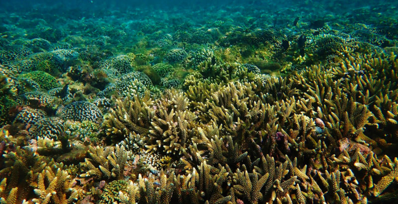 Les récifs coralliens sous surveillance