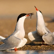 le-mysterieux-voyage-des-oiseaux-sternes_pierregarincsimon-1