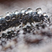 planete-collemboles-planete-collemboles-la-vie-secrete-des-sols