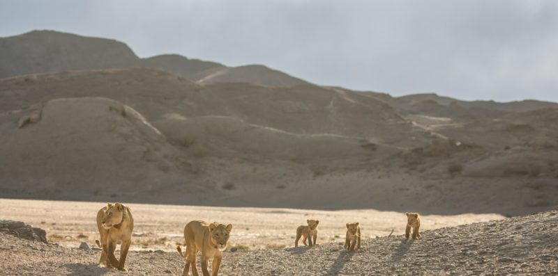 Intermèdes Nature #7 - Les prédateurs du monde sauvage-3