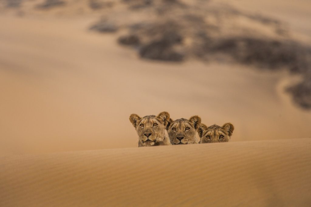 Intermèdes Nature #7 – Les prédateurs du monde sauvage