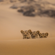 Photo-9-c_Will_Steenkamp_-25sml-©-Will-Lianne-STEENKAMP