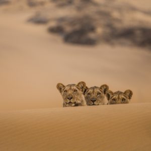 img-Intermèdes Nature #7 - Les prédateurs du monde sauvage