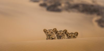 img-Intermèdes Nature #7 - Les prédateurs du monde sauvage