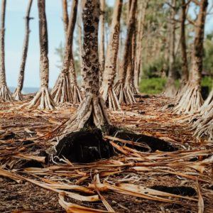 img-Intermèdes Nature #7 - Initiatives locales pour la préservation de la biodiversité réunionnaise