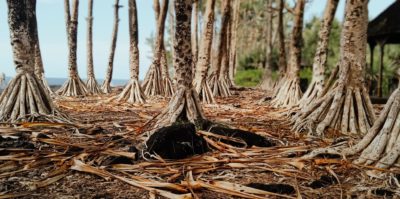 img-Intermèdes Nature #7 - Initiatives locales pour la préservation de la biodiversité réunionnaise
