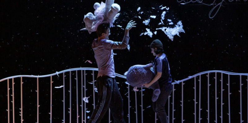 Komidi 2026 – Courgette-3