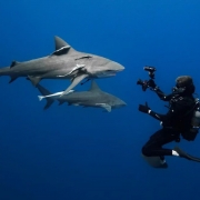 Photo-Requins-Antonin-Blaison
