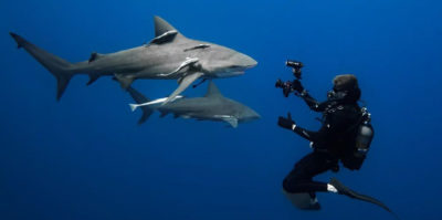 img-Coexistence fragile : les requins et l’Homme dans les Mascareignes