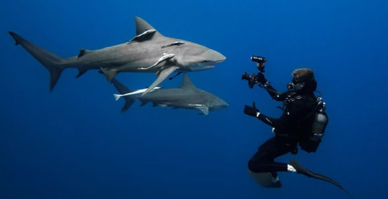 Coexistence fragile : les requins et l’Homme dans les Mascareignes